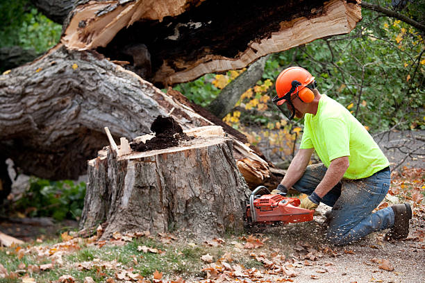 Best Affordable Tree Service  in USA